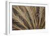 Palm Tree, Sausalito, Marin County, California-Anna Miller-Framed Photographic Print