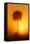Palm tree silhouetted at sunrise, Viera Wetlands or Rich Grissom Memorial Wetlands, Brevard County,-Adam Jones-Framed Stretched Canvas