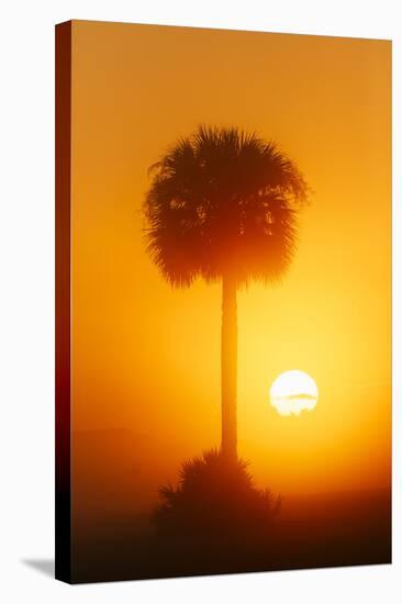 Palm tree silhouetted at sunrise, Viera Wetlands or Rich Grissom Memorial Wetlands, Brevard County,-Adam Jones-Stretched Canvas