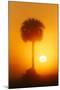 Palm tree silhouetted at sunrise, Viera Wetlands or Rich Grissom Memorial Wetlands, Brevard County,-Adam Jones-Mounted Photographic Print