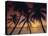 Palm Tree Silhouettes at Pigeon Point, Tobago, Trinidad and Tobago, West Indies, Caribbean-Gavin Hellier-Stretched Canvas