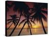 Palm Tree Silhouettes at Pigeon Point, Tobago, Trinidad and Tobago, West Indies, Caribbean-Gavin Hellier-Stretched Canvas