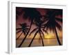 Palm Tree Silhouettes at Pigeon Point, Tobago, Trinidad and Tobago, West Indies, Caribbean-Gavin Hellier-Framed Photographic Print