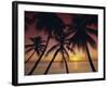 Palm Tree Silhouettes at Pigeon Point, Tobago, Trinidad and Tobago, West Indies, Caribbean-Gavin Hellier-Framed Photographic Print