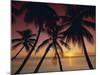 Palm Tree Silhouettes at Pigeon Point, Tobago, Trinidad and Tobago, West Indies, Caribbean-Gavin Hellier-Mounted Photographic Print