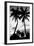 Palm Tree Silhouettes, Naples, Florida-null-Framed Premium Giclee Print