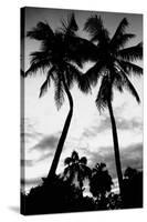 Palm Tree Silhouettes, Naples, Florida-null-Stretched Canvas