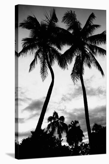 Palm Tree Silhouettes, Naples, Florida-null-Stretched Canvas