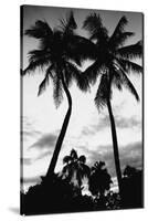 Palm Tree Silhouettes, Naples, Florida-null-Stretched Canvas