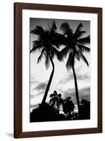 Palm Tree Silhouettes, Naples, Florida-null-Framed Art Print