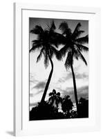 Palm Tree Silhouettes, Naples, Florida-null-Framed Art Print