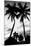 Palm Tree Silhouettes, Naples, Florida-null-Mounted Art Print