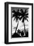 Palm Tree Silhouettes, Naples, Florida-null-Framed Art Print