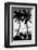 Palm Tree Silhouettes, Naples, Florida-null-Framed Art Print