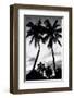 Palm Tree Silhouettes, Naples, Florida-null-Framed Art Print