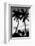 Palm Tree Silhouettes, Naples, Florida-null-Framed Art Print