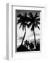 Palm Tree Silhouettes, Naples, Florida-null-Framed Art Print