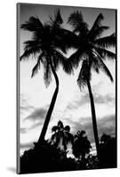 Palm Tree Silhouettes, Naples, Florida-null-Mounted Art Print