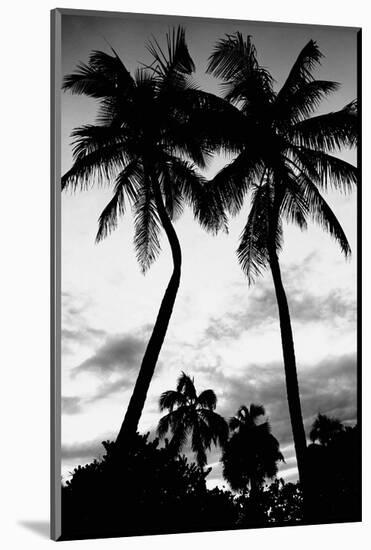 Palm Tree Silhouettes, Naples, Florida-null-Mounted Art Print