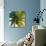 Palm Tree Sky-Tim O'toole-Giclee Print displayed on a wall