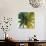 Palm Tree Sky-Tim O'toole-Giclee Print displayed on a wall