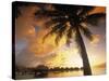 Palm Tree, Sofitel La Ora Resort, Moorea, French Polynesia-Walter Bibikow-Stretched Canvas