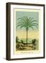 Palm Tree - South American Attalea Maripa - Vintage Botanical Illustration, 1854-Charles Antoine Lemaire-Framed Art Print