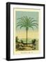 Palm Tree - South American Attalea Maripa - Vintage Botanical Illustration, 1854-Charles Antoine Lemaire-Framed Art Print