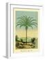 Palm Tree - South American Attalea Maripa - Vintage Botanical Illustration, 1854-Charles Antoine Lemaire-Framed Art Print