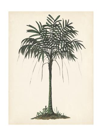 https://imgc.allpostersimages.com/img/posters/palm-tree-study-ii_u-L-Q1EANF90.jpg?artPerspective=n