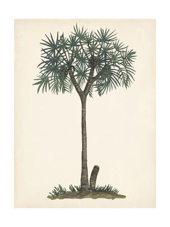 https://imgc.allpostersimages.com/img/posters/palm-tree-study-iii_u-L-Q1EAMPG0.jpg?artPerspective=n