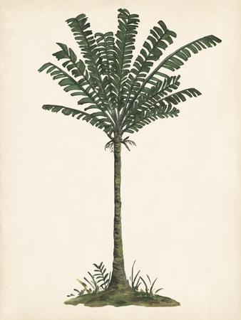 https://imgc.allpostersimages.com/img/posters/palm-tree-study-iv_u-L-Q1M1RZZ0.jpg?artPerspective=n
