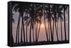 Palm Tree Sunset-Rob Tilley-Framed Stretched Canvas