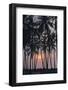 Palm Tree Sunset-Rob Tilley-Framed Photographic Print