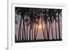 Palm Tree Sunset-Rob Tilley-Framed Photographic Print