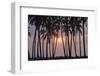 Palm Tree Sunset-Rob Tilley-Framed Photographic Print