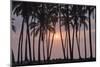 Palm Tree Sunset-Rob Tilley-Mounted Photographic Print