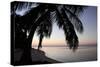 Palm Tree Sunset-Brent Anderson-Stretched Canvas