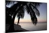 Palm Tree Sunset-Brent Anderson-Mounted Photographic Print