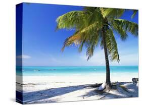 Palm Tree, White Sandy Beach and Indian Ocean, Jambiani, Island of Zanzibar, Tanzania, East Africa-Lee Frost-Stretched Canvas