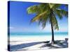 Palm Tree, White Sandy Beach and Indian Ocean, Jambiani, Island of Zanzibar, Tanzania, East Africa-Lee Frost-Stretched Canvas