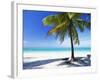 Palm Tree, White Sandy Beach and Indian Ocean, Jambiani, Island of Zanzibar, Tanzania, East Africa-Lee Frost-Framed Photographic Print