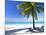 Palm Tree, White Sandy Beach and Indian Ocean, Jambiani, Island of Zanzibar, Tanzania, East Africa-Lee Frost-Mounted Photographic Print