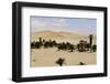 Palm Tree-JasonYU-Framed Photographic Print