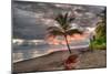 Palm Tree-Robert Kaler-Mounted Photographic Print