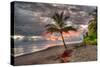 Palm Tree-Robert Kaler-Stretched Canvas