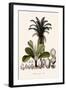 Palm Tree-null-Framed Giclee Print