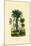 Palm Trees, 1833-39-null-Mounted Giclee Print