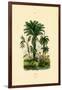 Palm Trees, 1833-39-null-Framed Giclee Print