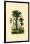 Palm Trees, 1833-39-null-Framed Giclee Print